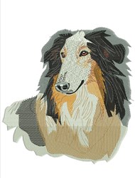 Collie head portrait with realistic fur texture in chocolate brown, cream, and black, featuring a calm, attentive expression.