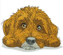 detailed puppy dog machine embroidery pattern - Golden Poodle for kitchen tea towels