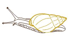 Charming snail with a golden spiral shell in a simple line drawing style, minimalistic and nature-inspired.
