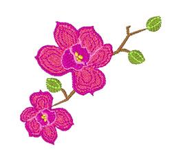 Orchids