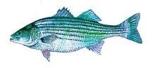 Striper