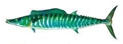 Realistic Wahoo