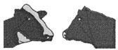 2 cows