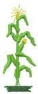 Corn Stalk