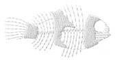 FISH SKELETON