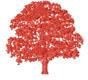 OAK TREE