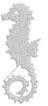 Seahorse