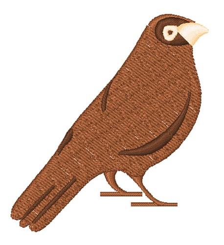Bird Hobby Bird Hobby