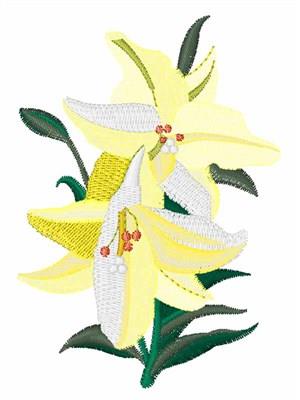 Lily Lily