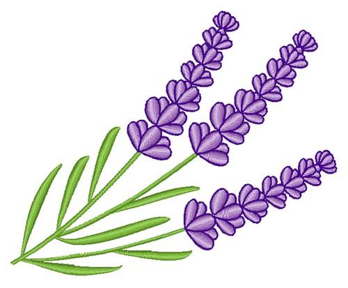 Lavender Lavender