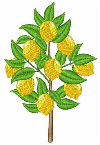 Lemon Tree Lemon Tree