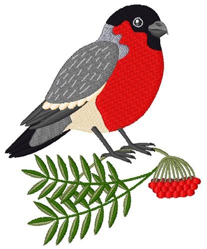 Robin Bird Robin Bird