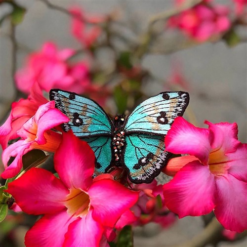 FSL Butterfly