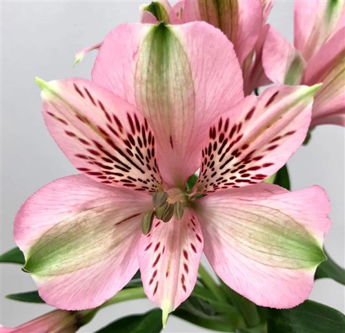 FSL Alstroemeria