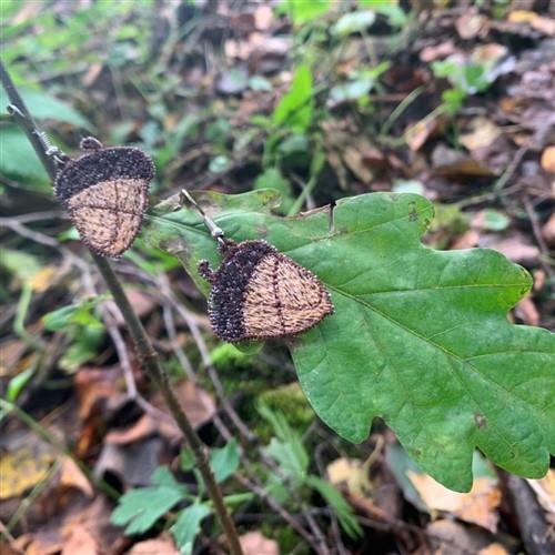 FSL Acorn Earrings