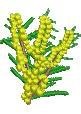 Wattle