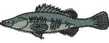 Barramundi