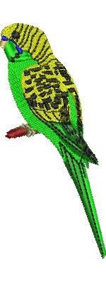 Budgerigar