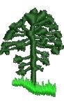 Norfolk Pine Tree