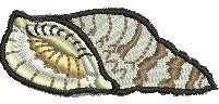 Seashell
