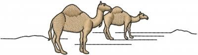 Camels