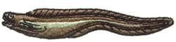 Eel