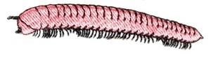 Centipede