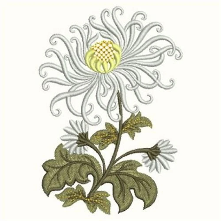 Blue Chrysanthemum