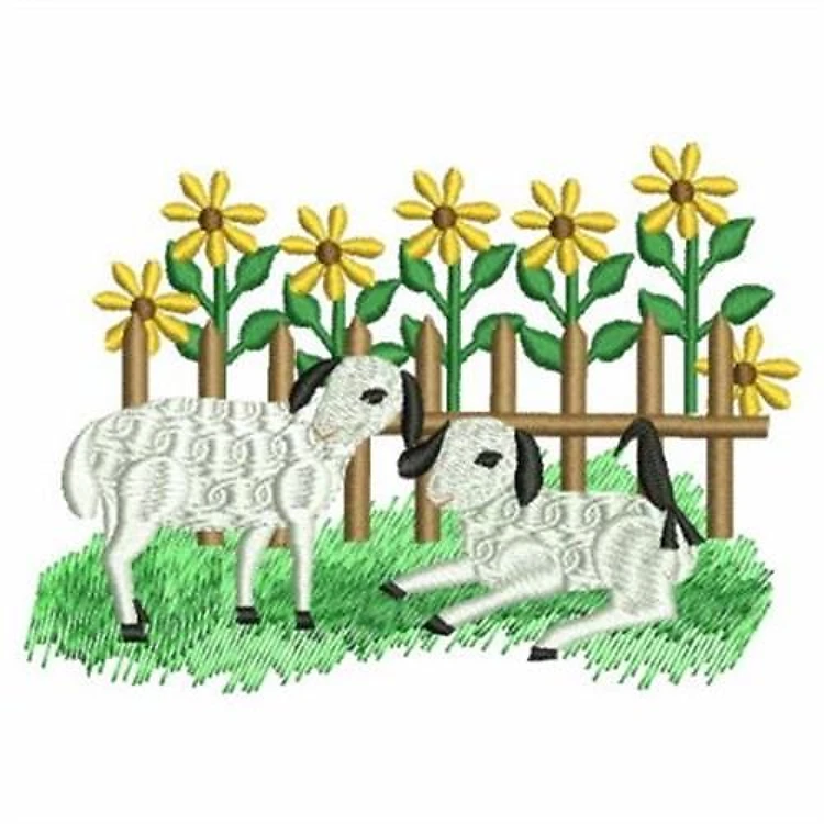 Country Lambs