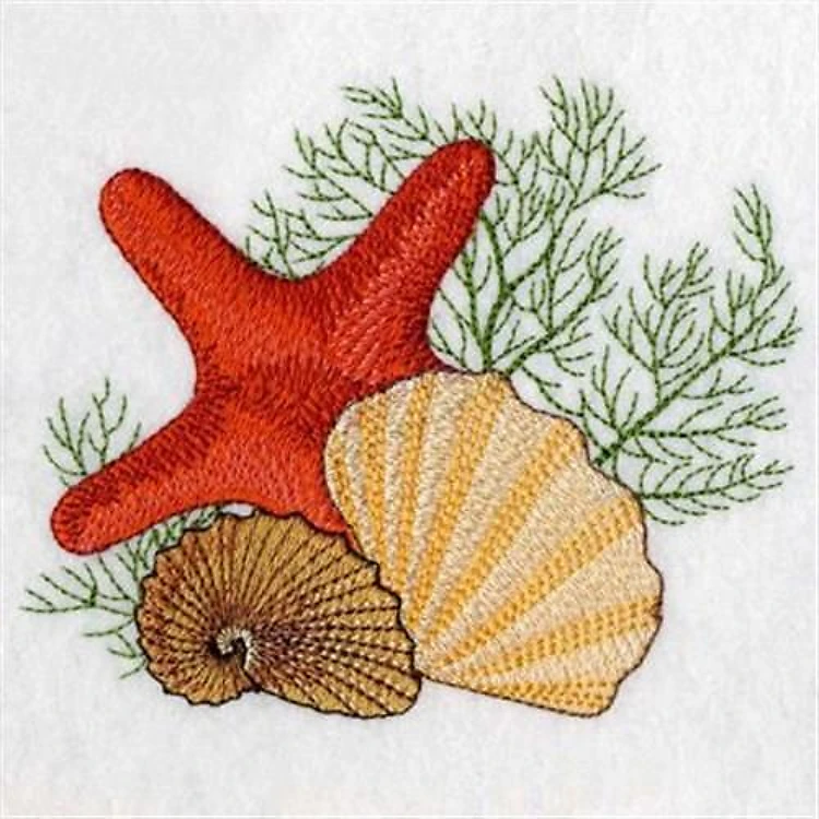 Seashell Collection