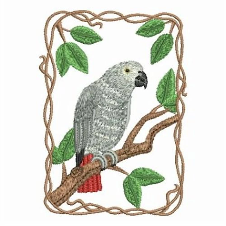 African Gray Parrot