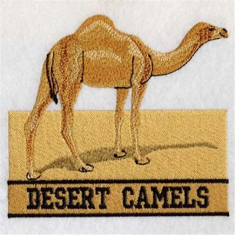 African Camel