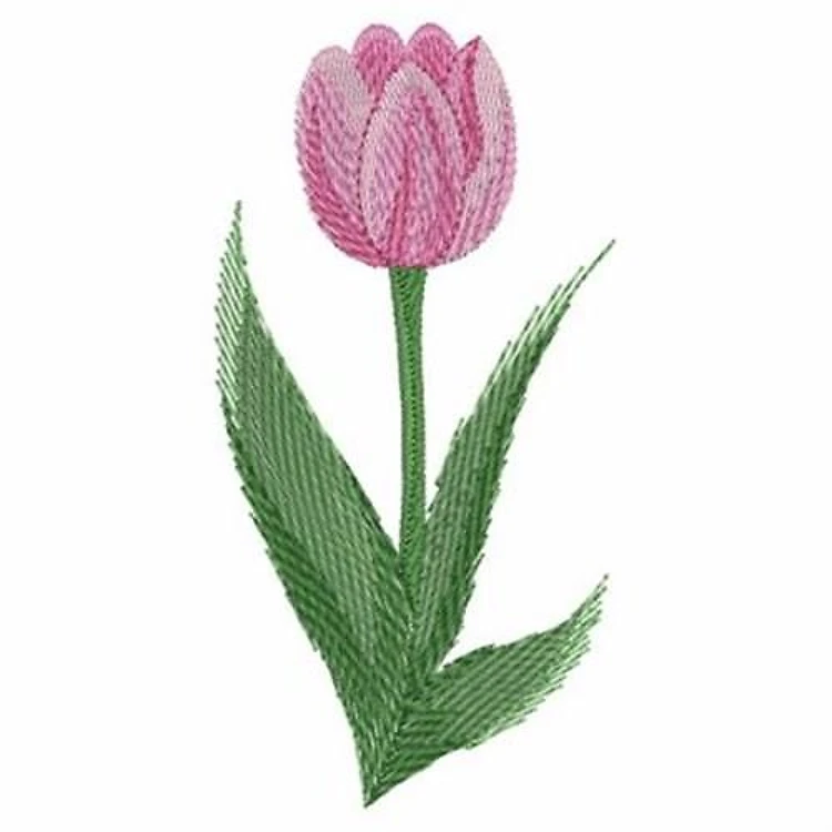 Tulip Bloom