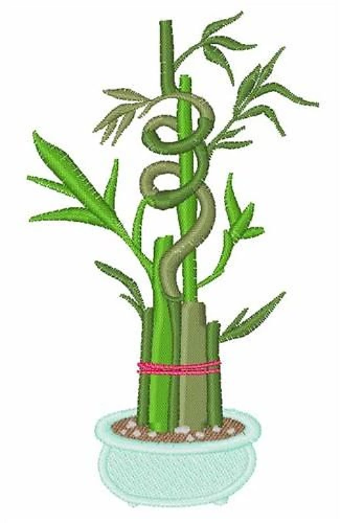 Bamboo Bamboo