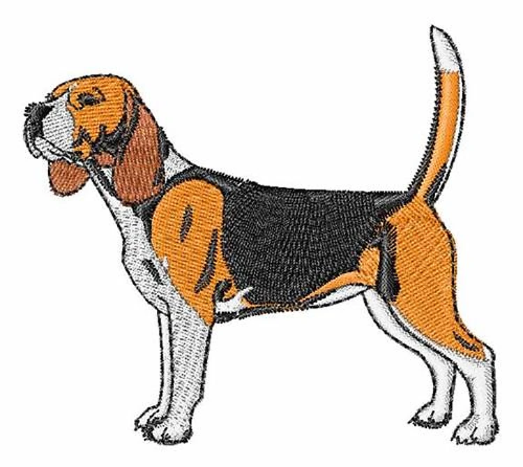 Beagle Beagle