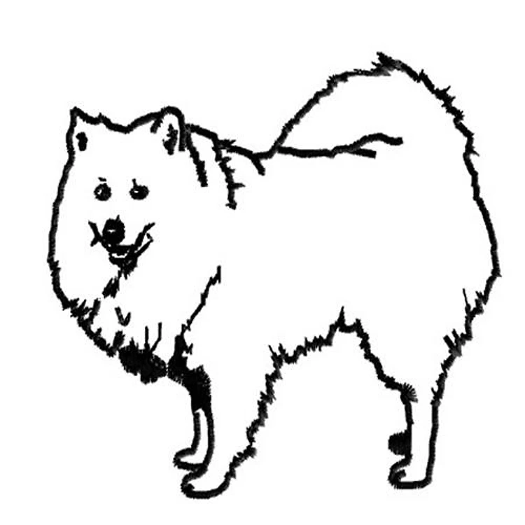 Spitz Spitz