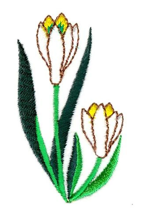 Crocus Crocus