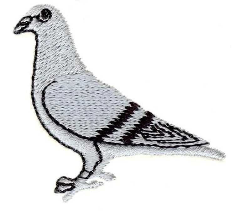 Pigeon Pigeon