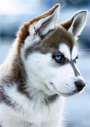 Snow Dog Diamond Painting Kit