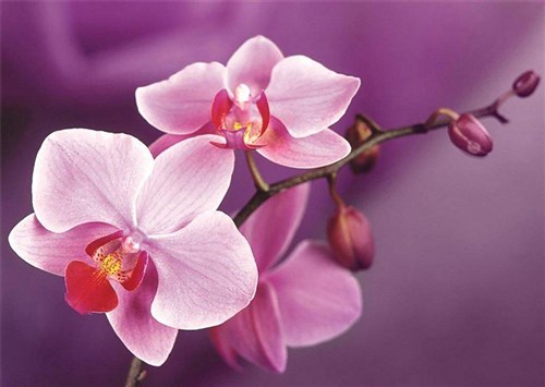 Branch Of Orchids Diamond Painting Kit