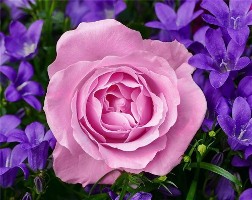 Garden Rose Diamond Painting Kit