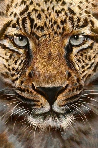 Cheetah Diamond Painting Kit