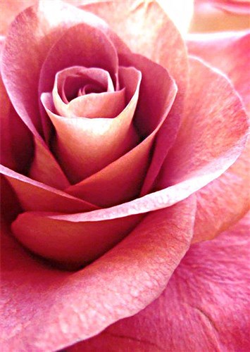 Pink Rose Diamond Painting Kit