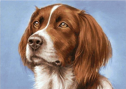 Setter Diamond Painting Kit