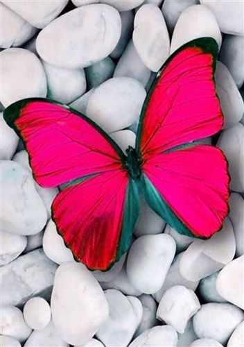 Pink Butterfly Diamond Painting Kit