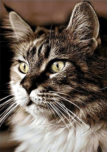 Cat At Home Diamond Painting Kit