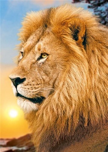Lion King Diamond Painting Kit