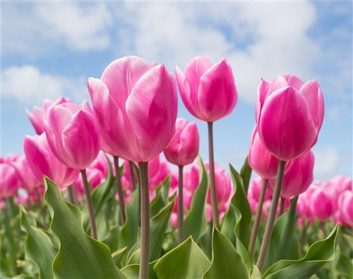 Sky And Tulips Diamond Painting Kit