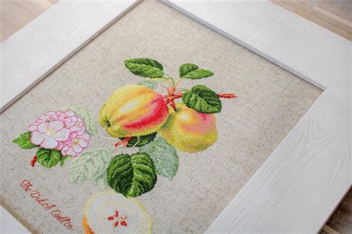 The Dutch Codlin BA22440L Counted Cross-Stitch Kit