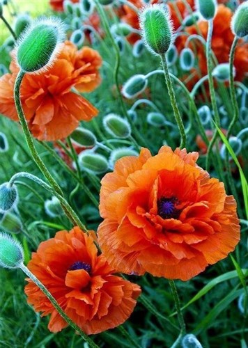 Poppie Field WD012 10.6 x 14.9 inches Wizardi Diamond Painting Kit